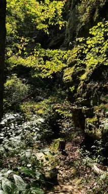 Güneşli bir yol boyunca sakin bir orman manzarası, yosun kaplı kayalar ve yemyeşil yapraklar..