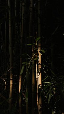 Vurgulanmış bir sapı ve çevreleyen yaprakları olan koyu bambu koruluğu..