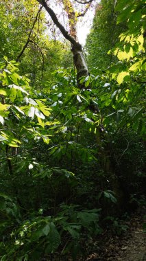 Güneş ışığı, ağaçlar ve gölgelerle dolu sessiz bir Güney Illinois ormanında yeşil yaprakların arasından süzülür..