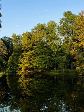 Güneşli bir günün durgun suyuna yansıyan yemyeşil ağaçların olduğu huzurlu bir göl manzarası..