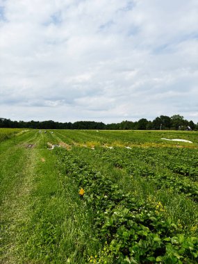 İndiana 'da ekinler çimenli bir yol boyunca büyürken çiftçi işçiler uzakta toplanıyorlar.