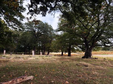 Büyük ağaçlarla, çimenlerle ve dağınık sonbahar yapraklarıyla sakin bir Londra parkı..