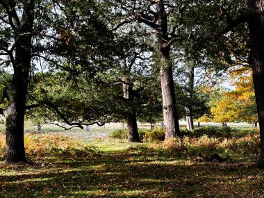 Londra 'daki güneşli park koruluğu, sakin sonbahar renklerini, büyük gövdeleri ve dağınık yaprakları gösteriyor..