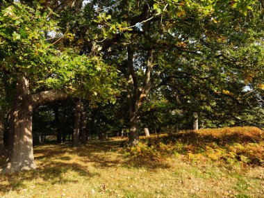 Olgun meşe ağaçları, ılık ışık ve renkli çalılıkların yer aldığı Londra parkında davetkar bir sonbahar sahnesi..
