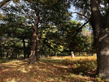 Güneşli gölgelik ve altın yapraklar Londra 'da huzurlu bir orman parkı atmosferi yaratır..