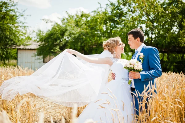 Boda pareja en día soleado en trigo — Foto de Stock