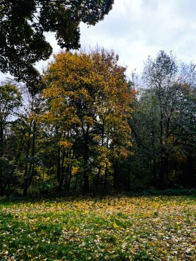 Renkli ağaçlar, düşen yapraklar ve genel olarak barışçıl ruh halinin yer aldığı sessiz bir parkta sonbahar sahnesi..