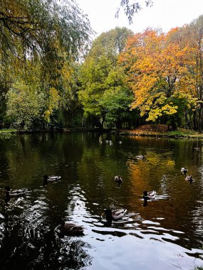 Ördekler, sonbahar ağaçları ve canlı sonbahar renkleriyle çevrili sakin bir gölette süzülür..