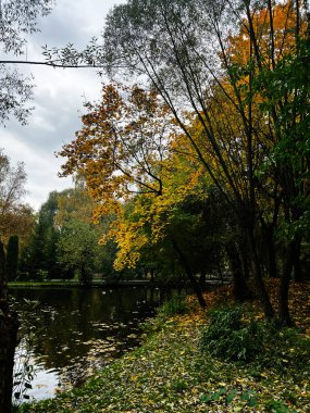 Canlı yapraklar ve dökülen yapraklarla dolu bir göletin yanındaki sakin sonbahar parkı renkli bir hava yaratıyor..