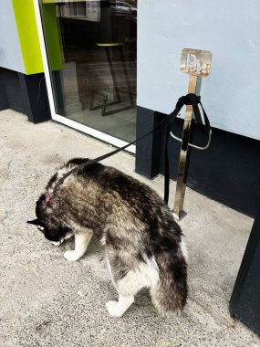 Şehrin kaldırımlarında bir mağazanın önünde tasma takmış tüylü bir kurt..