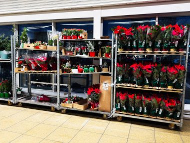 Manchester, İngiltere - 05 Aralık 2025: Manchester 'da bir perakende mağazasında metal raflara yerleştirilmiş potted poinsettias ve tatil bitkileri.