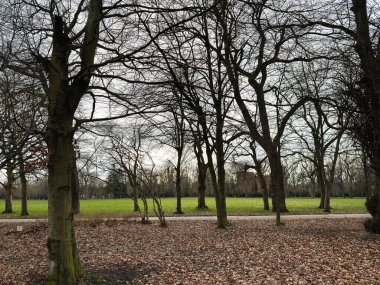 Alexandra Park, Manchester, İngiltere 'deki çıplak ağaçların altında yaprak serpiştirilmiş bir patikada yalnız bir yürüyüşçü..