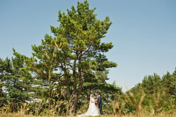 Wedding couple on pine forest in love — Stock Photo, Image