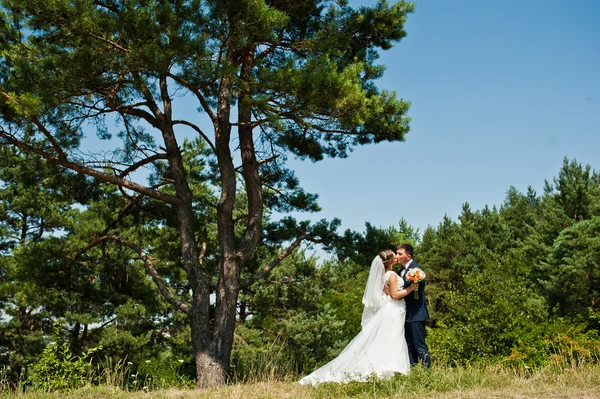 Wedding couple on pine forest in love — Stock Photo, Image