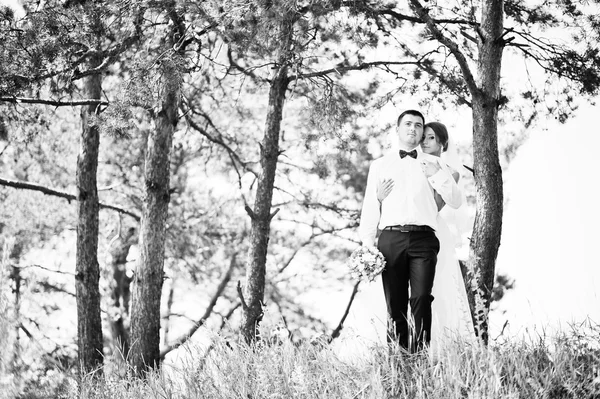 Весільна пара на сосновому лісі в любові — стокове фото