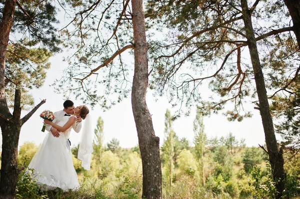 Свадебная пара в сосновом лесу влюблена — стоковое фото