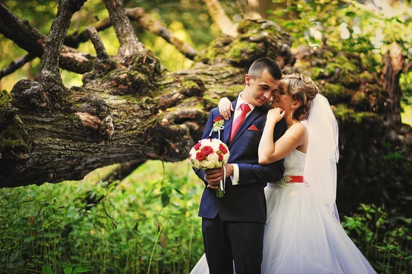 Casal de casamento jovem e gorgeus na floresta de outono — Fotografia de Stock