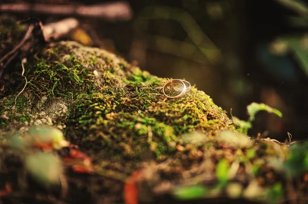 Obrączki ślubne w lesie na mchu — Zdjęcie stockowe
