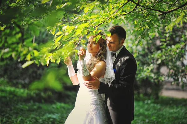 Pareja de boda bajo el árbol en su día de suerte —  Fotos de Stock