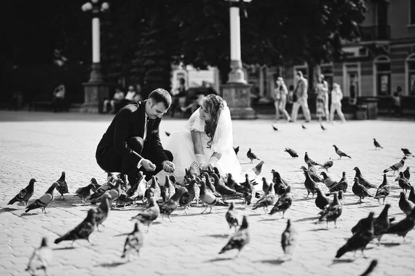 Pareja de boda y muchas palomas de la calle — Foto de Stock