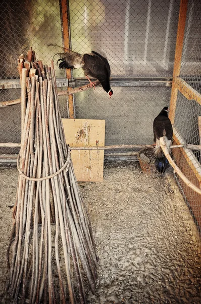 Faisan à la cage — Photo