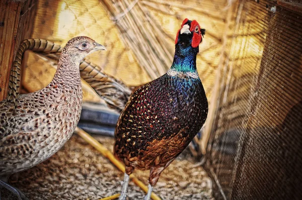 Pheasant at the cage — Stock Photo, Image
