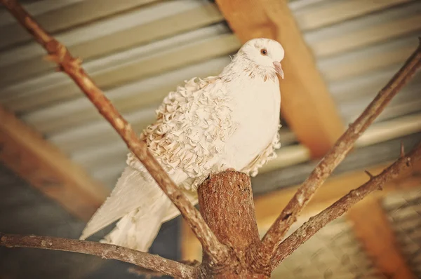 Pigeon en cage au zoo — Photo