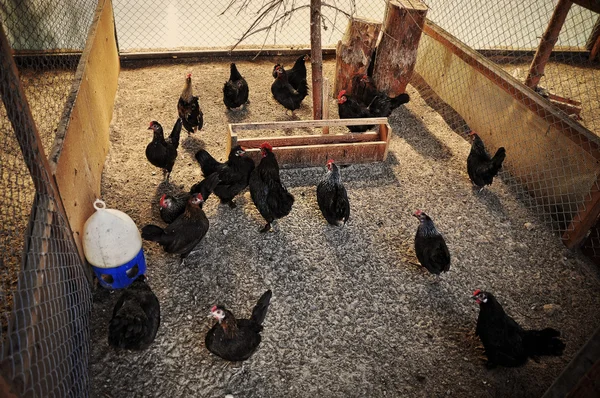 Kuikens en hanen op cage — Stockfoto