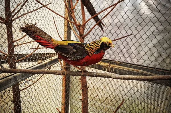 Pheasant at the cage — Stock Photo, Image