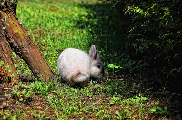 Malý bílý králík na zelené trávě — Stock fotografie