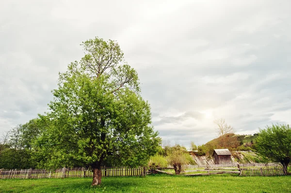 Samotne drzewo w górach z drewnianym domu i ogrodzenia — Zdjęcie stockowe