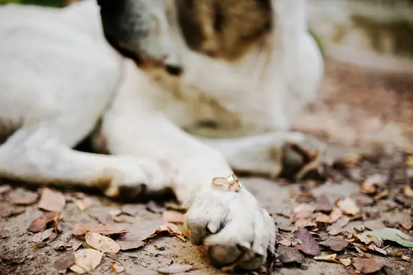Alyans büyük köpek bacak üzerinde — Stok fotoğraf