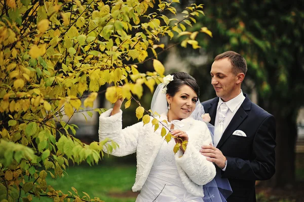 秋の日の結婚式のカップルの背景 — ストック写真