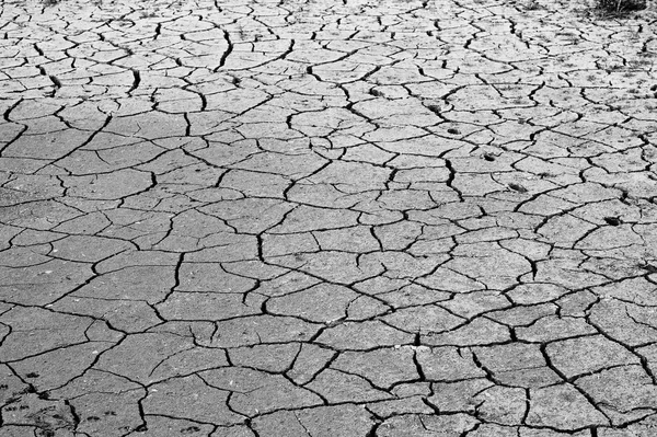 Cracked ground, soil salinity, ecological disaster