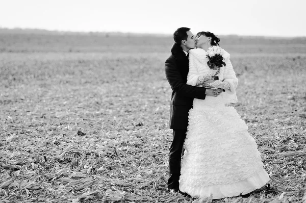 トウモロコシ畑に微笑んで食べて幸せな結婚式のカップル — ストック写真