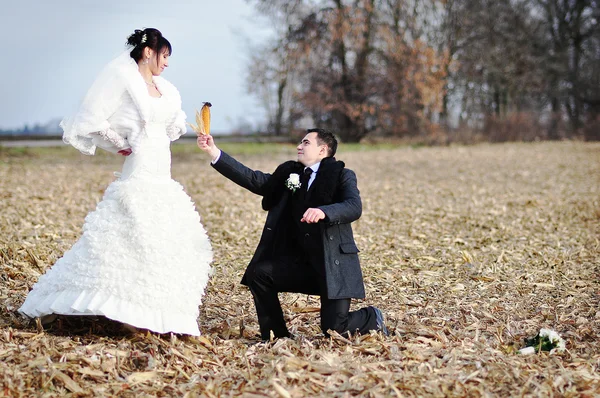 トウモロコシ畑に微笑んで食べて幸せな結婚式のカップル — ストック写真