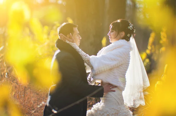Bröllopsparet på majestätiska gula blad trä på sunlights — Stockfoto