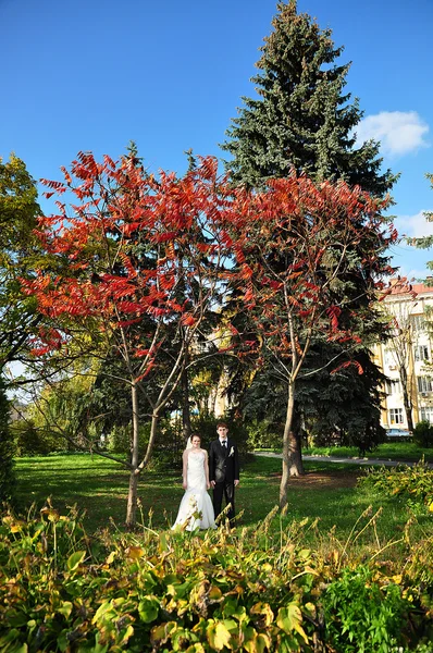 Casamento casal sob duas árvores vermelhas de outono — Fotografia de Stock