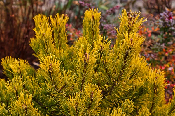 Arbusto de abeto decorativo de abeto amarelo — Fotografia de Stock