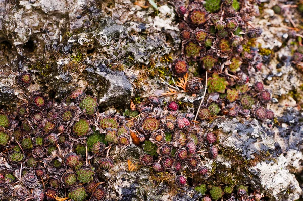 Sempervivum na mokrych kamieniach — Zdjęcie stockowe