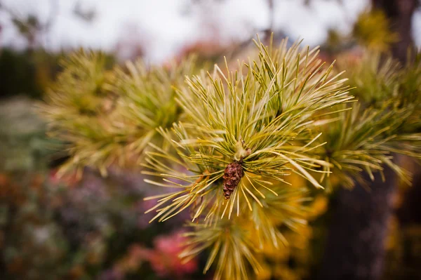 Branch of pine trees — Stock Photo, Image