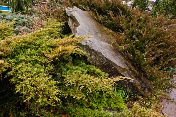 黄色ニオイヒバ、濡れた石の上針葉樹 — ストック写真