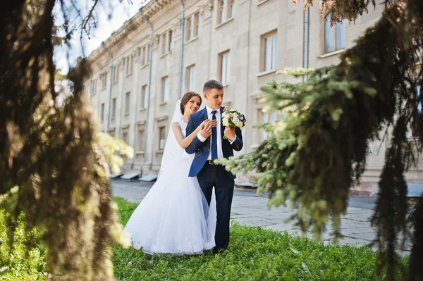 Recién casados enamorados cerca del arbusto verde —  Fotos de Stock