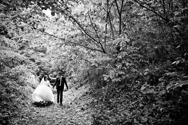 Весільна пара на зеленій алеї — стокове фото