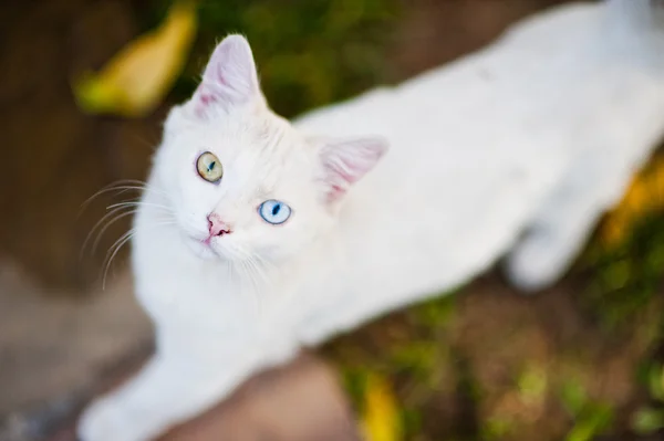 Gato blanco con ojos de diferentes colores —  Fotos de Stock