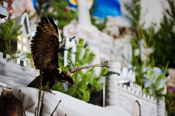 Zeer grote kerst kerststal wieg. Eagle — Stockfoto