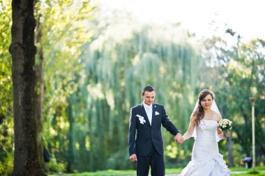 Düğün çift arka plan harika büyük söğüt ağacı