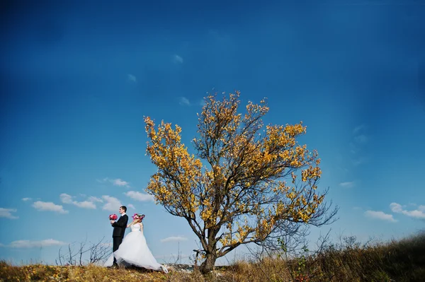 近くの花輪と、風景ではエレガントな新郎新婦を魅力的な — ストック写真