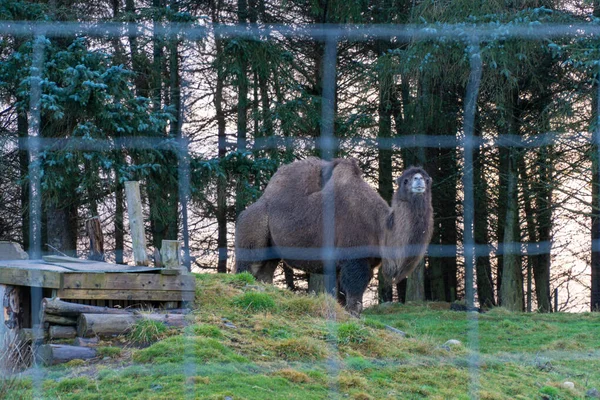 Bactrian Camel at the Royal Highland Park