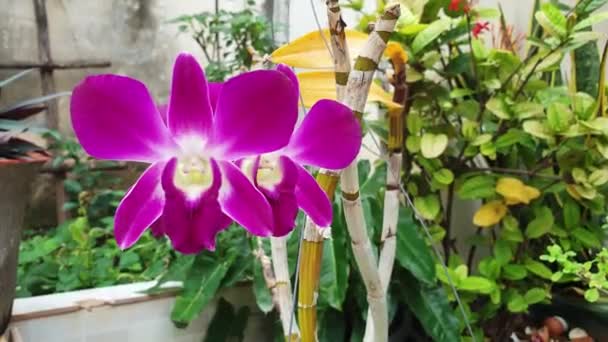 Belleza Orquídea Silvestre Que Adorna Jardín Tropical Colorida Flor Tropical — Vídeo de stock